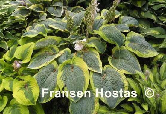 Hosta Olive Bailey Langdon